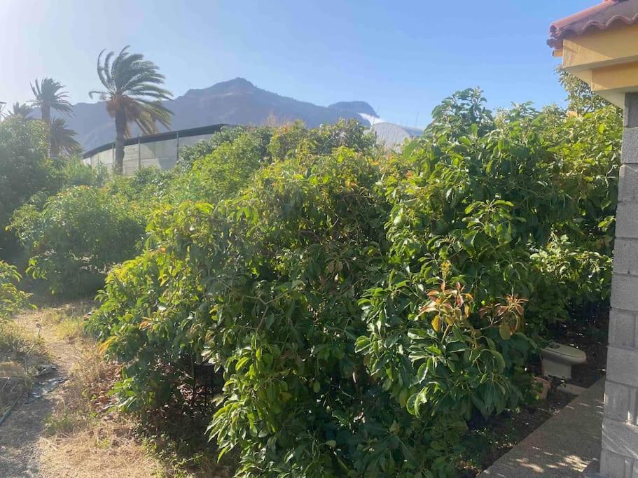 Casita Lily Villa Las Palmas de Gran Canaria Exteriör bild